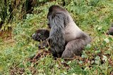 mountain-gorillas-mating-science-photo-library.jpg