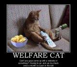 welfare cat.jpg