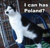 hitler cat.jpg