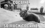 an addictive white substance-cat-cats-eccbc87e4b5ce2fe28308fd9f2a7baf3-497.jpg