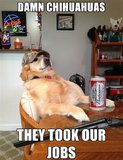 funny-pics-of-redneck-retriever-meme-funny-memes-04-1.jpg