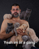 gang of cats.png