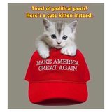 kitten_maga-705037.jpg