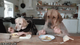 GIF_DogsEatingAtTable.gif