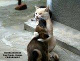 pic_Kitten&Puppy-Homeless.jpg