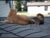 GIF_Cat&Squirrel.gif