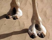 pic_camelsFeet.jpg