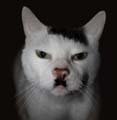 avatar_Cat-Hitler.jpg