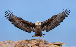 4245840-eagle-121405265.jpg