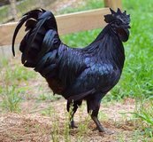 Ayam-Cemani-Black-Chicken-Breed.jpg