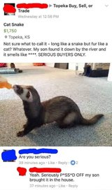 cat snake.jpg